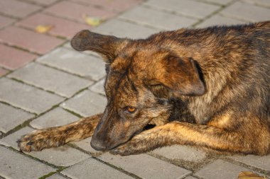 Kahverengi tüylü, sevimli köpek, sokak köpeği yalan kaldırımda, yakın çekim