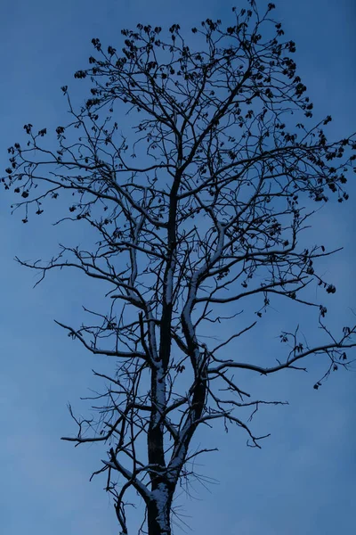 Silueta Vysoký Strom Pokrytý Sněhem Proti Modré Noční Oblohy — Stock fotografie
