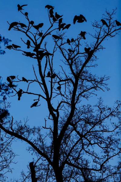 Sylwetka Wysokiego Drzewa Ptaków Siedzi Przeciw Błękitne Niebo Nocą — Zdjęcie stockowe