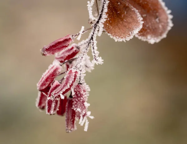 Barberry Κόκκινα Μούρα Berberis Vulgaris Berberis Thunbergii Λατινικά Berberis Coronita — Φωτογραφία Αρχείου