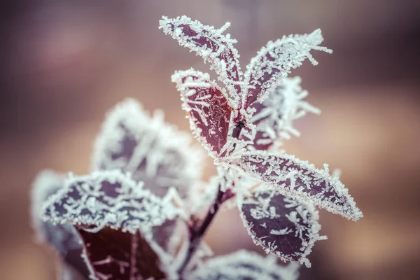 Röda Blad Täckt Med Rimfrost Och Snöflingor Frostig Vinterdag — Stockfoto