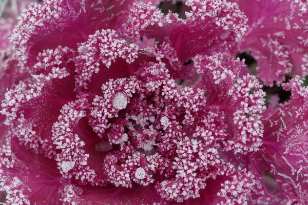 Purple Ornamental Cabbage Covered Hoarfrost Frosty Winter Day — Stock Photo, Image