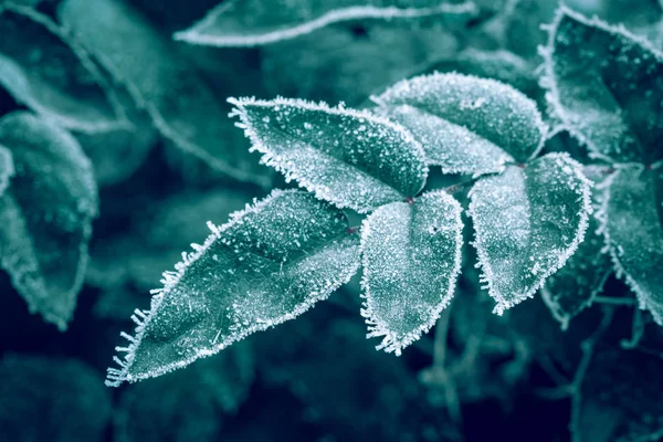 在寒冷的冬日里 树叶上覆盖着白霜和雪花 绿色色调的图像 — 图库照片