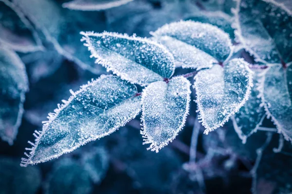 Gröna Blad Täckt Med Rimfrost Och Snöflingor Frostig Vinterdag Tonad — Stockfoto