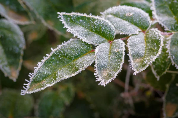 Hojas Verdes Cubiertas Escarcha Copos Nieve Día Invierno Helado —  Fotos de Stock