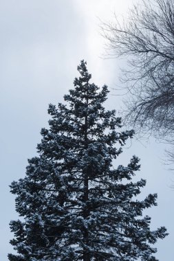 Mavi gökyüzü karşı kar ile kaplı yüksek yaprak dökmeyen Ladin