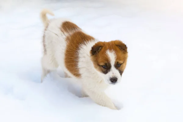 Carino Cucciolo Colore Bianco Marrone Sta Camminando Nella Neve Come — Foto Stock