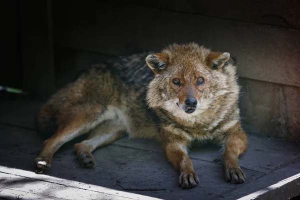 Double-dyed, wounded jackal lies in the corner of a wooden structure