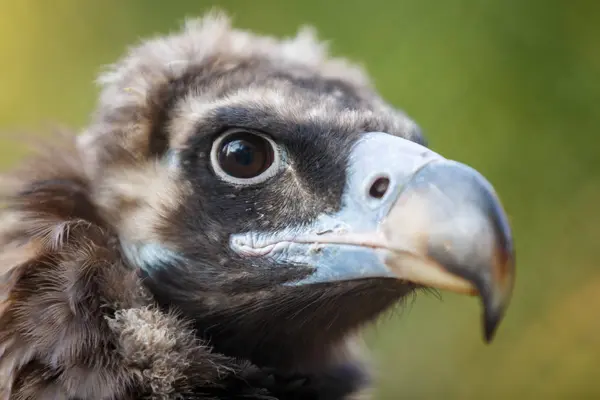 Head Steppe Eagle Aquila Rapax Nipalensis Close Green Background — Stock Photo, Image