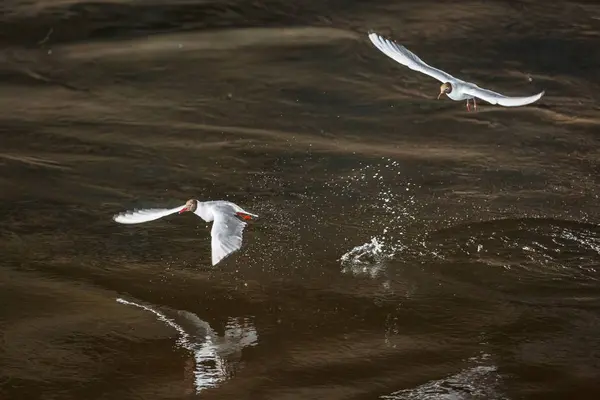 Dos Gaviotas Blancas Vuelan Bajo Sobre Oscura Superficie Del Río — Foto de Stock