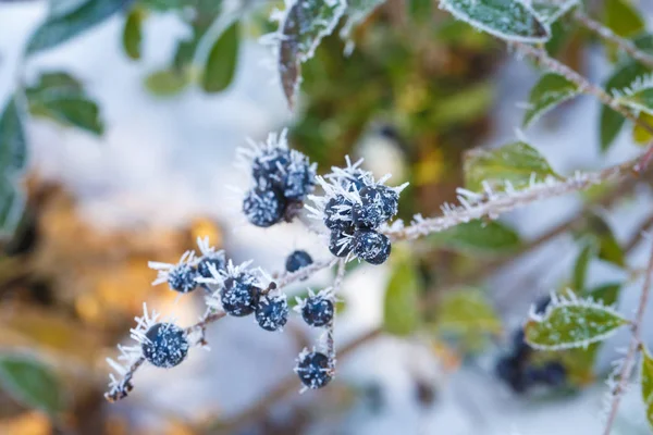在寒冷的冬日里 黑浆果以长针的形式覆盖着霜 — 图库照片