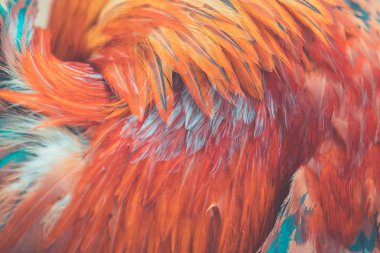 Bir arka plan veya arka plan olarak kırmızı horoz tüyleri