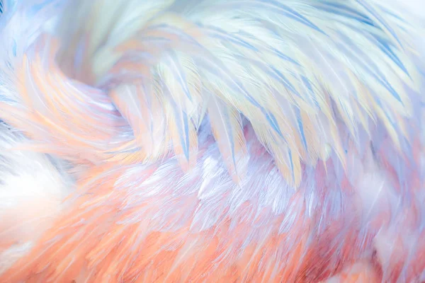 Delicate Pink Blue Feathers Bird Background Backdrop — Stock Photo, Image