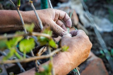 Yaşlı bir bahçıvanın sarmaşık bağlayan buruşuk elleri.