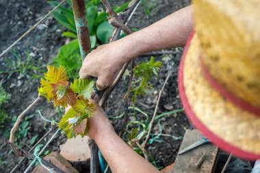 Tarım arazisindeki yaşlı adam bir bağa bakıyor.