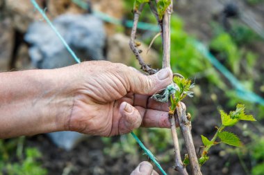Erkek buruşuk el bir üzüm dalı tutan