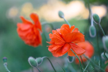 Güzel büyük haşhaş çiçekler gün batımı arka planda çayır büyür