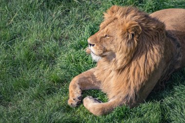 Sevimli genç aslan, hayvanların kralı, yeşil çim bir arka plan üzerinde, uzay kopyalamak