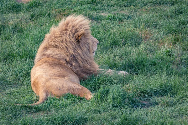 Lion Repose Sur Herbe Verte Vue Arrière — Photo