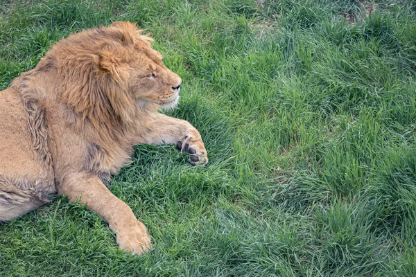 Beautiful young lion kingly laying on green grass, close-up, copy space