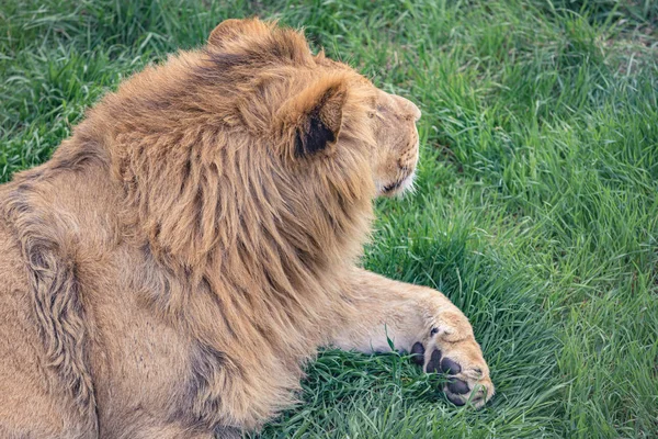 Young lion is resting lying on the green grass. Close-up