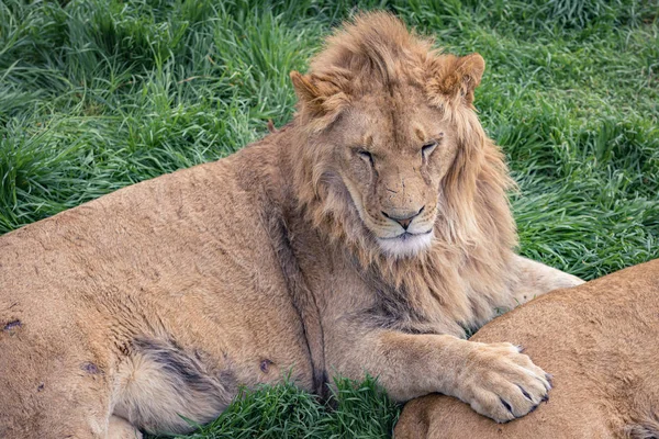 León Joven Con Una Leona Acostada Sobre Hierba Verde — Foto de Stock