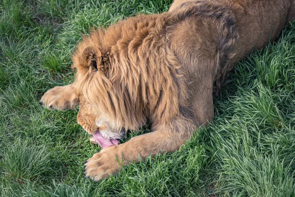 Jeune Lion Lèche Morceau Viande Couché Sur Herbe Verte — Photo