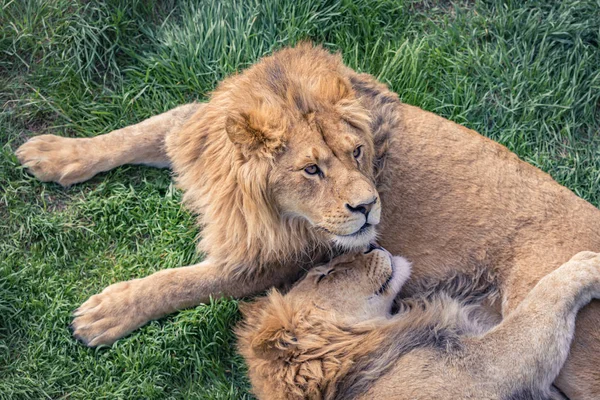 Jeune Lion Avec Regard Méfiant Trouve Sur Herbe Verte — Photo