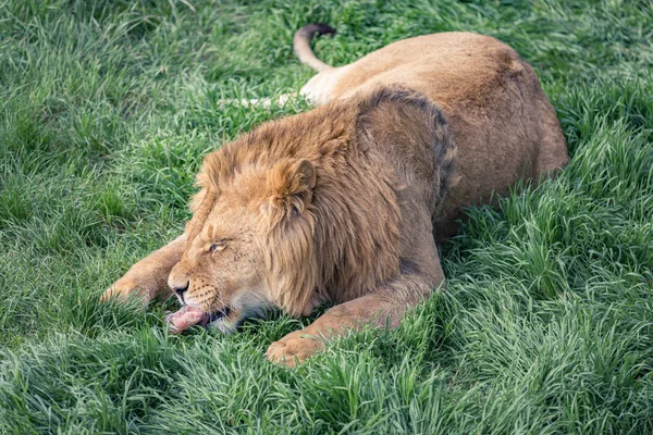 León Joven Está Comiendo Pequeño Pedazo Carne Acostado Hierba Verde — Foto de Stock