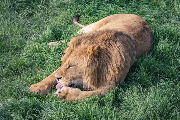 Jeune Lion Lécher Patte Couché Sur Herbe Verte — Photo