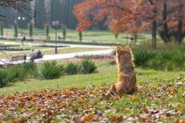 Cão Vermelho Bonito Pooch Senta Gramado Entre Folhas Caídas Espera — Fotografia de Stock