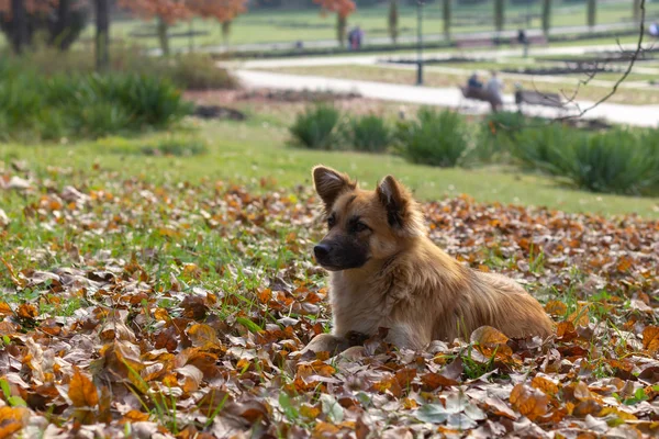 Beautiful Red Dog Pooch Sits Lawn Fallen Foliage — Stock Photo, Image