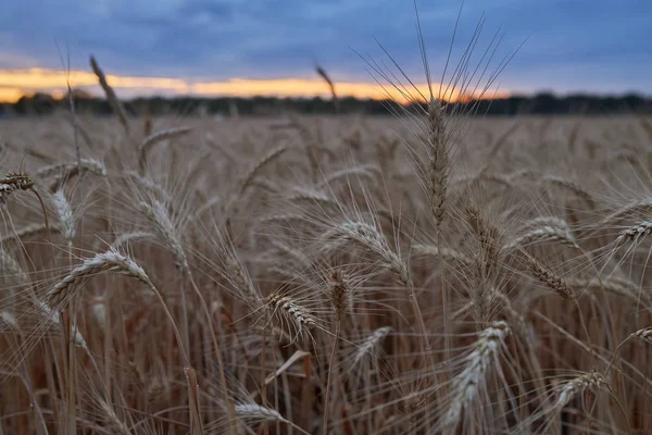 Kaunis Spikelets Kypsää Vehnää Kasvaa Pellolla Illalla Auringonlaskun Aikaan — kuvapankkivalokuva