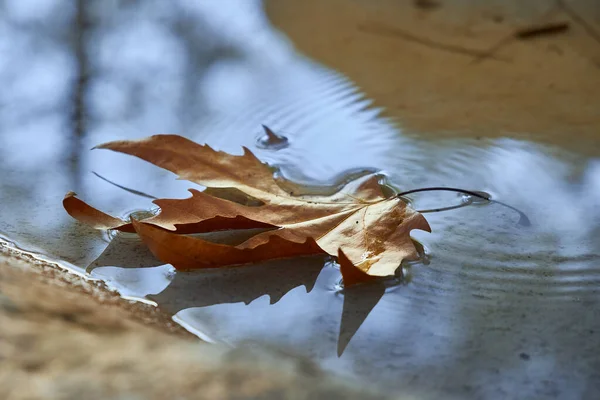 Hoja seca de otoño nada en un charco en el que el cielo azul se refleja — Foto de Stock