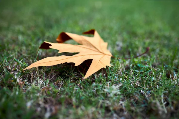 Сухий Осінній Лист Лежить Зеленій Траві Перша Ознака Наближення Осені — стокове фото