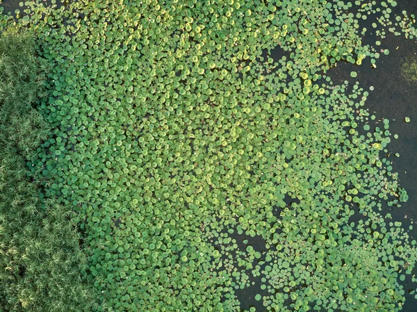Luchtfoto Van Een Vijver Met Een Groeiende Lotus Als Achtergrond — Stockfoto
