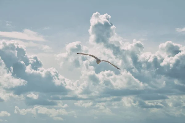 Μοναχικός Γλάρος Πετάει Στο Φόντο Των Νεφών — Φωτογραφία Αρχείου