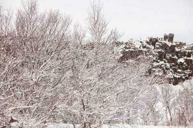 Thingvellir Ulusal Parkı ya da daha çok İzlanda Pingvellir Ulusal Parkı olarak bilinir.