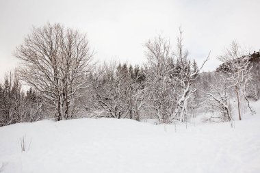 Thingvellir Ulusal Parkı ya da daha çok İzlanda Pingvellir Ulusal Parkı olarak bilinir.