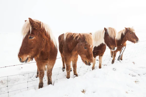 Island Echtes Pferd Winter Schnee — Stockfoto