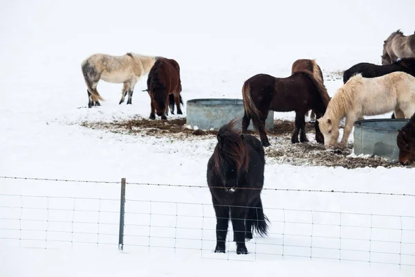 Islandia Prawdziwy Koń Podczas Zimowego Śniegu Zdjęcie Stockowe