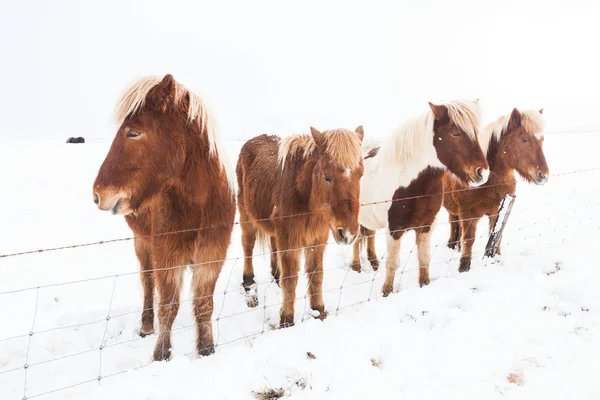Islandia Prawdziwy Koń Podczas Zimowego Śniegu Obraz Stockowy