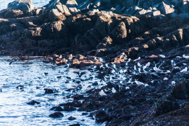 İzlanda 'nın batı kesiminde, Snaefellsnes yarımadasının kuzey kesiminde bulunan küçük bir kasaba olan Stykisholmur kış manzarası