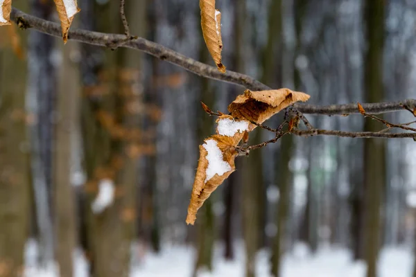 Zima Lesión Zwierzynieckim Rezerwat Przyrody Las Zwierzyniecki Biaystok Podlasie Polska —  Fotos de Stock