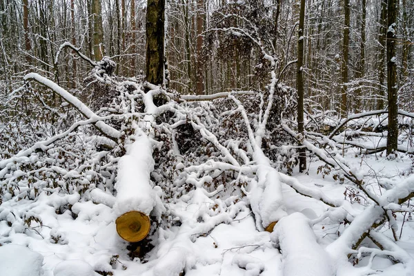 Zima Lesie Zwierzynieckim Rezervat Przyrody Las Zwierzyniecki Biaystok Podlasie Polska — Stok fotoğraf