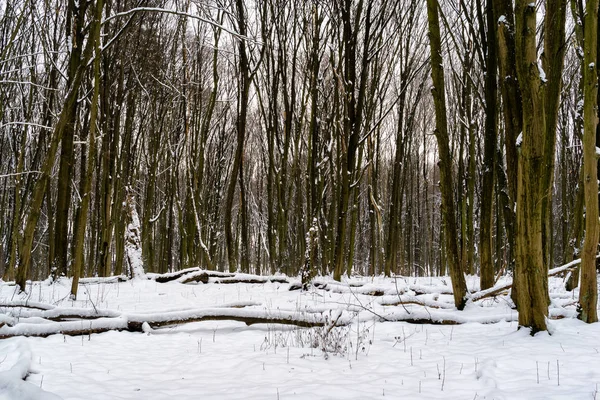 Zima Lesie Zwierzynieckim Rezerwat Przyrody Las Zwierzyniecki Biaystok Podlasie Polska — Stock Photo, Image