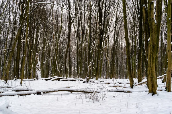 Zima Lesie Zwierzynieckim Rezerwat Przyrody Las Zwierzyniecki Biaystok Podlasie Polska — Stockfoto