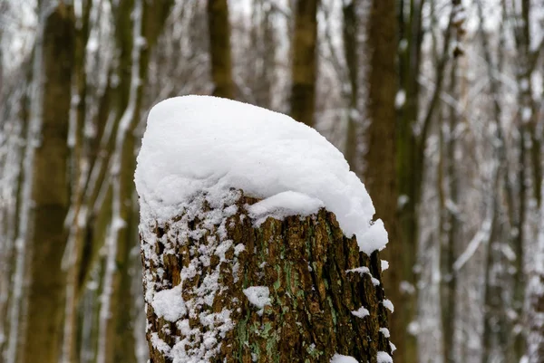 Zima Lesie Zwierzynieckim Rezerwat Przyrody Las Zwierzyniecki Biaystok Podlasie Polska — Stockfoto
