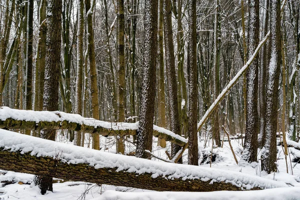 Zima Lesie Zwierzynieckim Rezervat Przyrody Las Zwierzyniecki Biaystok Podlasie Polska — Stok fotoğraf