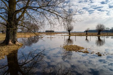 Wiosenne rozlewiska Narwi, Podlaskie wierzby, Dolina Narwi, Podlasie, Polska